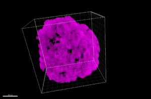 Pancreatic islet visualization