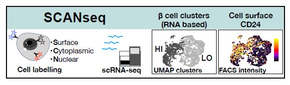 Beta-cell states research visual