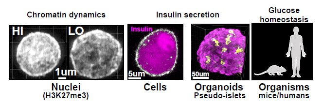 Pancreatic islet research visual